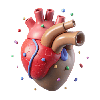 dramatic abstract Human Heart Diagram Isolated for Educational Resources premium png