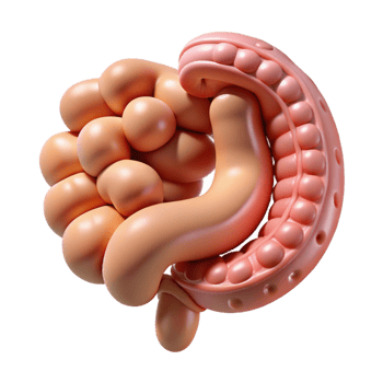 serene contemporary Human Small Intestine Anatomy Cutout for Digestive System Studies genuine png