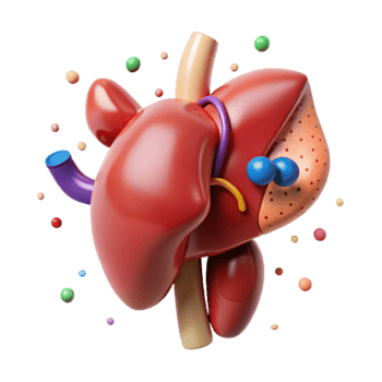 elegant minimalist Human Spleen Anatomy Isolated for Immunology Resources professional png