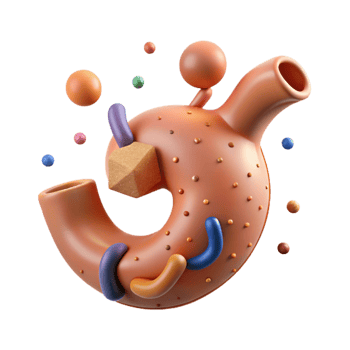wonderful rustic Human Stomach Anatomy Cutout for Digestive Health Studies professional png