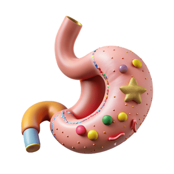 stunning creative Human Stomach Anatomy Cutout for Digestive Health Studies high quality png