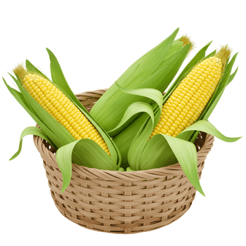 Three ears of corn with green husks arranged inside a woven basket on a transparent area transparent background png