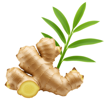 Close up of ginger root with green leaves isolated in a studio environment on plain background transparent background png