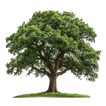 Oak tree isolated on transparent background png