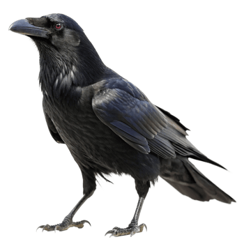 Majestic Raven Bird with Dark Plumage and Intense Red Eyes png