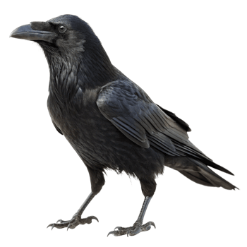 A Majestic Profile of a Common Raven Against a Black Background png