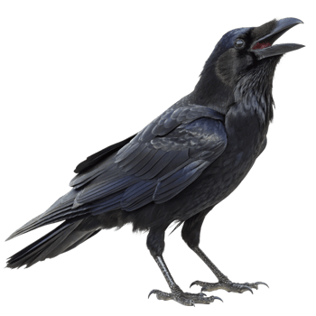 A Majestic Raven in Profile View Open Mouth Black Feathers png