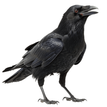 A Majestic Black Raven Isolated on Black Background Detailed Closeup Profile View png