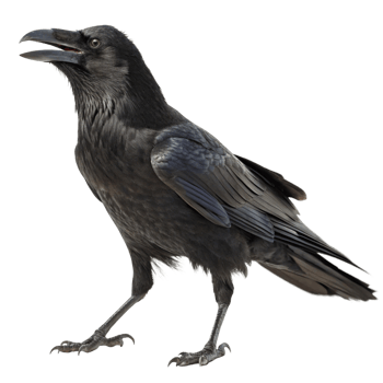 A majestic black raven with its beak open wide a stunning profile view against a black background showcasing its dark feathers and sharp talons png