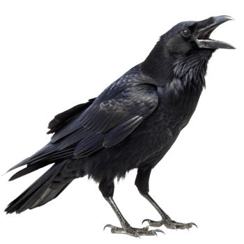 A Majestic Black Raven with Open Mouth Against a Black Background png