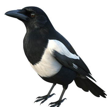 A Stunning Closeup of a Eurasian Magpie Bird with Black and White Feathers png