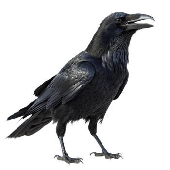 Majestic Raven in Profile View Against Black Background A Stunning Closeup of a Black Raven png