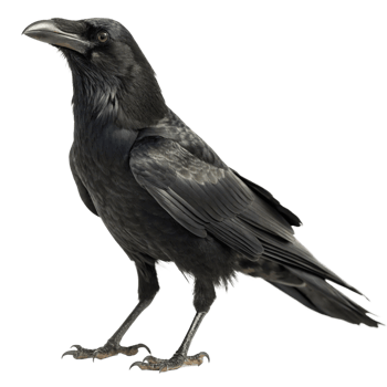 Majestic Black Raven Bird Closeup Profile View on Black Background png