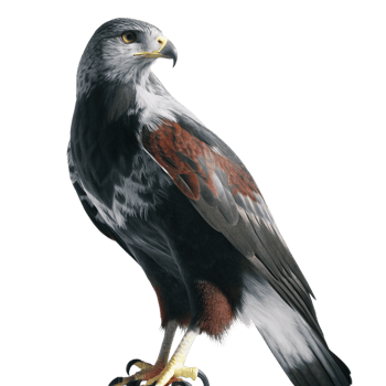 Majestic Redshouldered Hawk Perched Against Black Background Wildlife Photography png