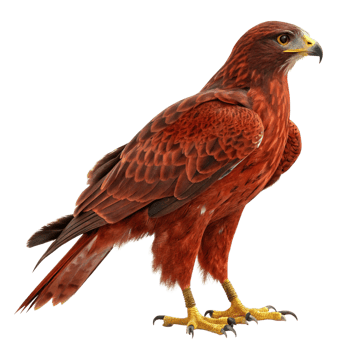 Majestic Red Hawk Bird of Prey with Sharp Talons and Brown Feathers png