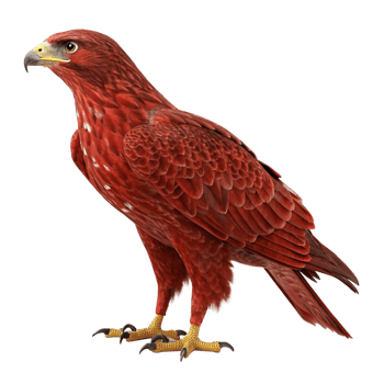 Majestic Red Eagle Bird of Prey Standing on Black Background Digital Render png