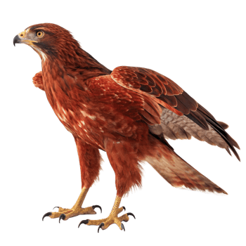 Majestic Red Hawk Bird of Prey Soaring High in the Sky with Sharp Talons and Fierce Gaze png