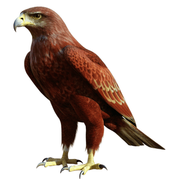 Majestic Brown Eagle Bird of Prey with Sharp Talons and Golden Eyes png