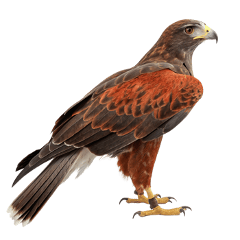 Majestic Redshouldered Hawk Profile against Black Background Wildlife Photography png