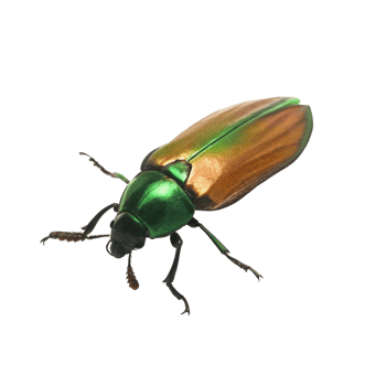 Closeup of a Metallic Green and Brown Beetle on Black Background png