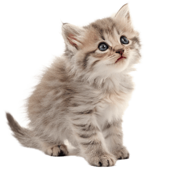 Adorable Fluffy Kitten with Striking Blue Eyes Looking Upwards png