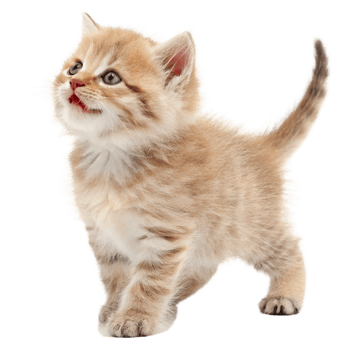Adorable Fluffy Cream Tabby Kitten Looking Upwards png