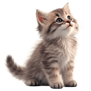 Adorable Fluffy Kitten Looking Upwards with Beautiful Eyes png