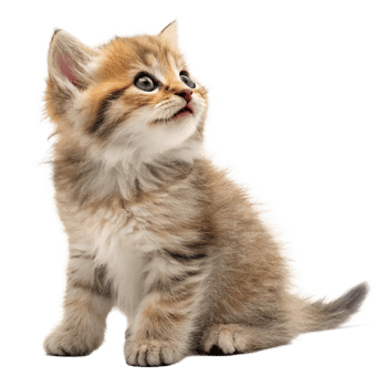 Adorable Golden British Shorthair Kitten Sitting and Looking Up png
