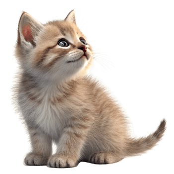 Adorable Fluffy Kitten Looking Upwards with Bright Blue Eyes png