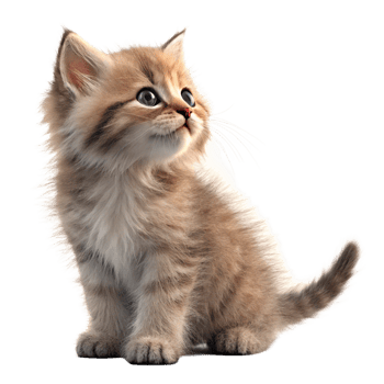 Adorable Fluffy Kitten Looking Upwards Against Black Background png