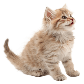 Adorable Fluffy Kitten Looking Upwards a Sweet Little Cat png