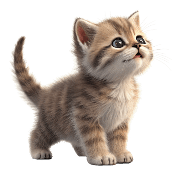Adorable Fluffy Kitten Looking Upwards with Big Eyes and a Cute Expression png