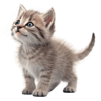 Adorable Fluffy Kitten Looking Upwards with Big Blue Eyes png
