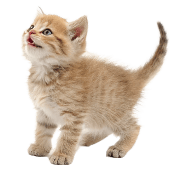 Adorable Fluffy Cream Kitten Looking Upwards with Open Mouth png