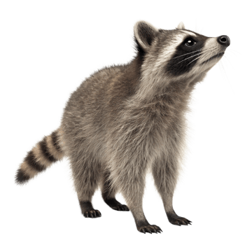 A Stunning Closeup of an Adorable North American Raccoon Looking Upward png