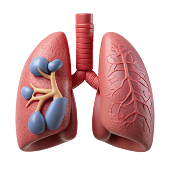 magnificent contemporary Respiratory System Anatomy Illustration Cutout for Biology Lessons premium png