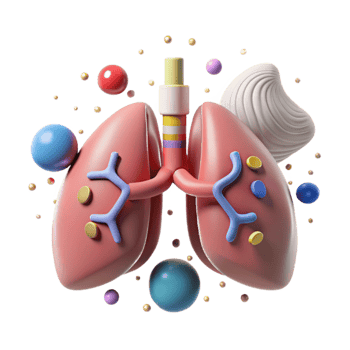 stunning rustic Respiratory System Lungs Bronchi Cutout for Biology Diagrams high resolution png