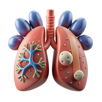 wonderful traditional Respiratory System Lungs Diagram Cutout for Biology Textbooks high quality png