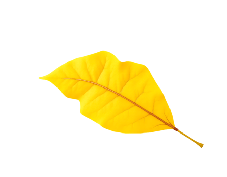 Vibrant yellow leaf captured in close-up, showcasing autumn colors. png