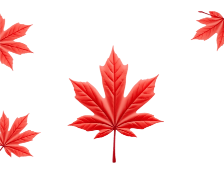 Red Maple Leaves on Transparent Background png