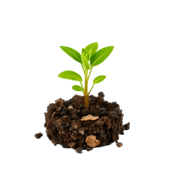 Young plant sprouting from the soil png