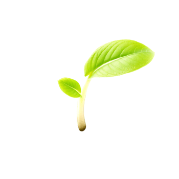 Green seedling with two leaves on a transparent background png