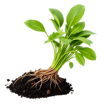 Healthy Plant with Exposed Roots and Soil png