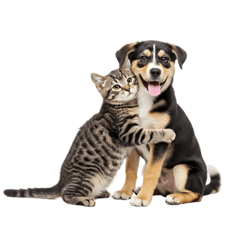 Striped tabby kitten hugging a smiling puppy with its paws on an isolated solid color background transparent background png