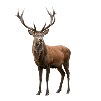 Majestic stag with impressive antlers standing calmly in a serene outdoor environment scene view transparent background png