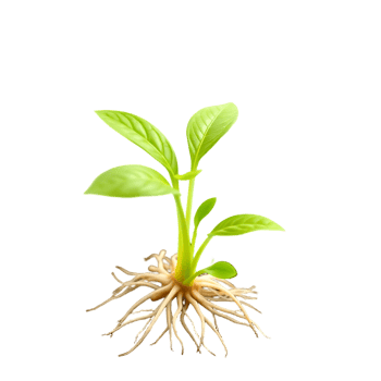 A young plant with visible roots and vibrant green leaves png