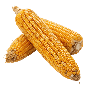 Two ears of ripe yellow corn on the cob, showcasing the kernels and the dried husk png