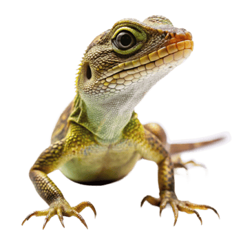 Closeup of a vibrant green and brown lizard with sharp claws against a black background png