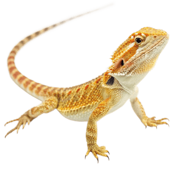 Stunning Closeup of a Bearded Dragon Lizard with Vibrant Orange and Yellow Scales png