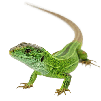 Vibrant Green Lizard with a Long Tail Posing Against a Black Background png